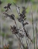 Juncus acutus. Верхушки побегов с прошлогодними сухими соплодиями. Дагестан, Магарамкентский р-н, окр. с. Приморский, песчаный пляж, берег ручья. 05.05.2022.