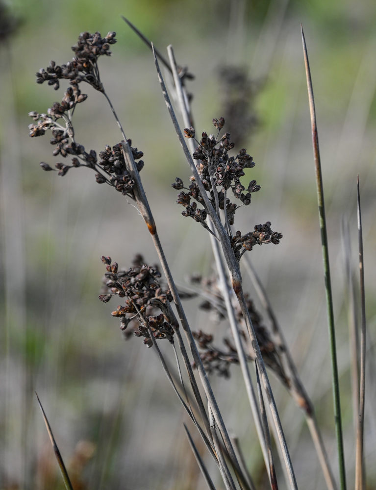 Изображение особи Juncus acutus.