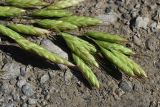 genus Bromus