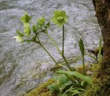 Helleborus caucasicus