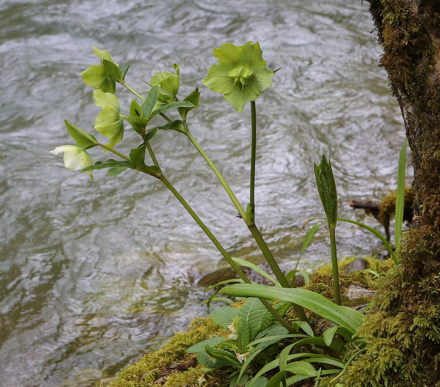 Image of Helleborus caucasicus specimen.