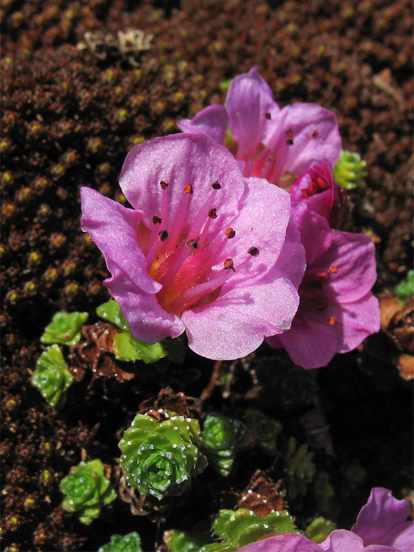 Image of Saxifraga asiatica specimen.