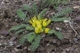 род Astragalus. Цветущее растение. Кыргызстан, Киргизский хр., природный парк \"Ала-Арча\", дол. р. Кадырберди (левый приток Ала-Арчи), ок. 1800 м н.у.м., каменистый склон с луговой растительностью и редкими кустарниками. 29.04.2024.