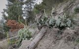 Verbascum gnaphalodes