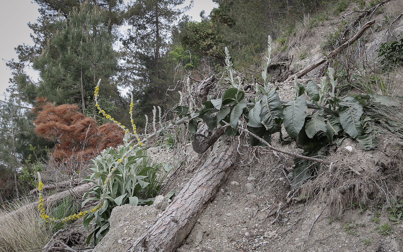 Image of Verbascum gnaphalodes specimen.