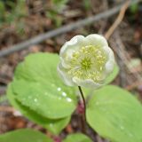 Anemone udensis