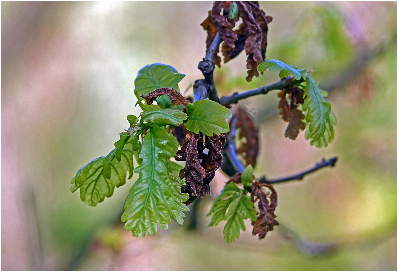 Image of Quercus robur specimen.