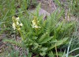 Pedicularis dolichorrhiza