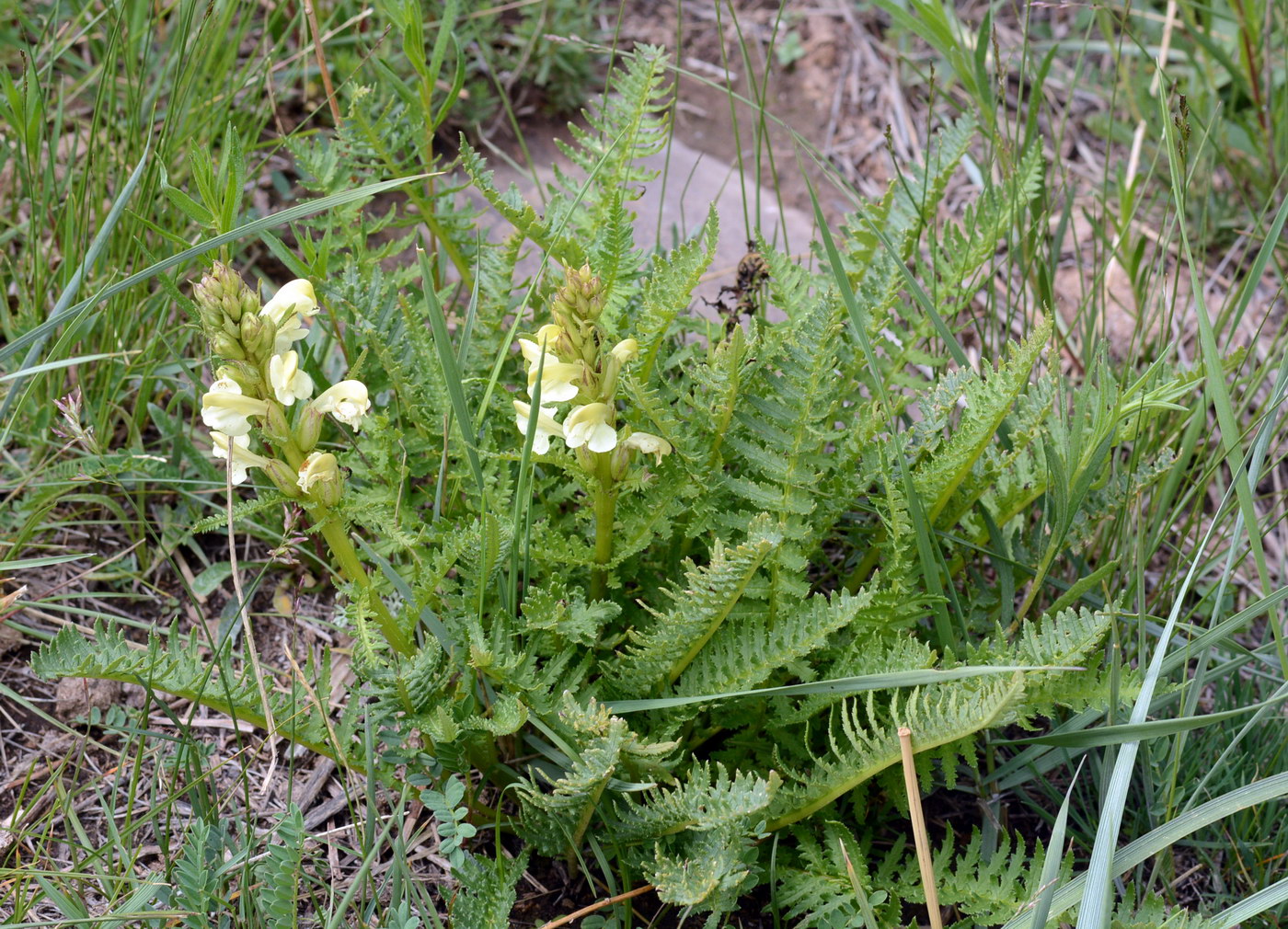 Изображение особи Pedicularis dolichorrhiza.