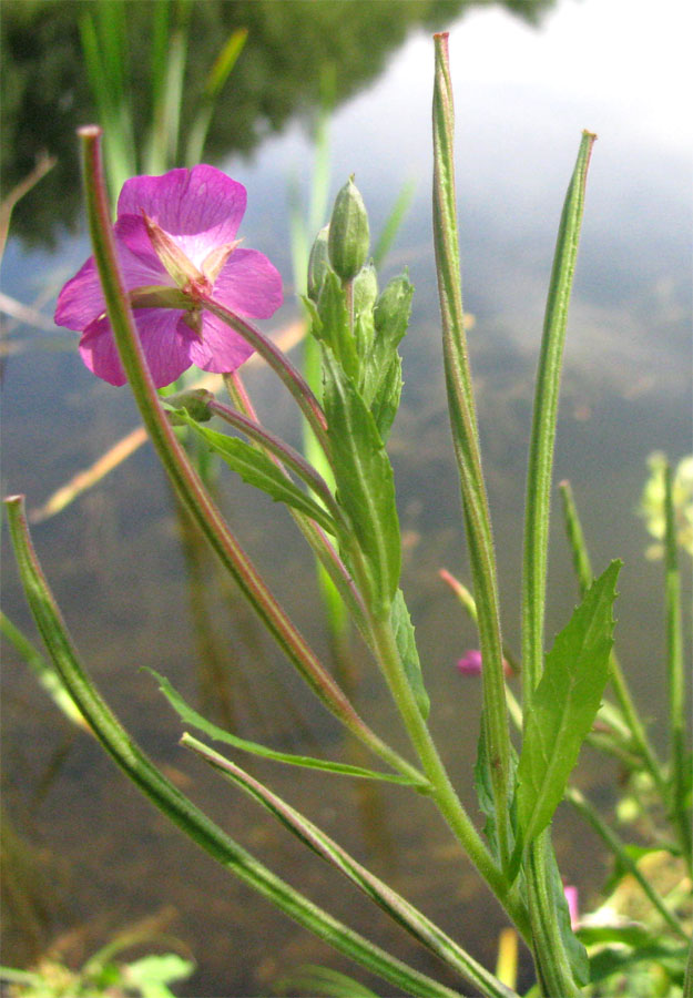 Image of Epilobium hirsutum specimen.