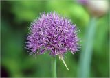 род Allium. Соцветие. Московская обл., Раменский р-н, окр. дер. Хрипань, садовый участок. 26.05.2024.