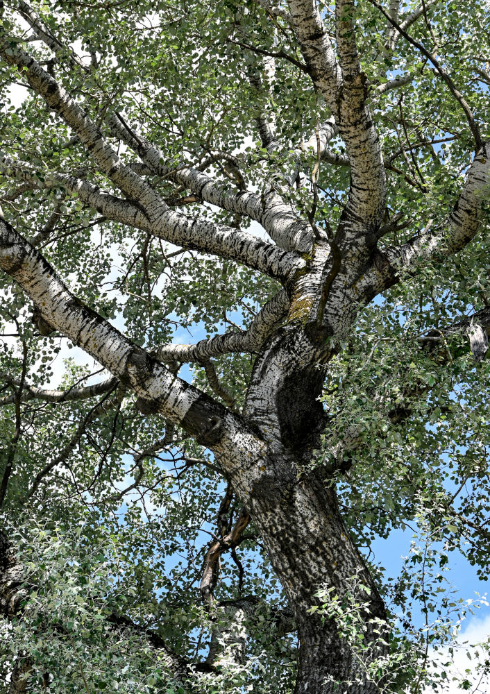 Image of Populus alba specimen.