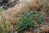 Potentilla pedata