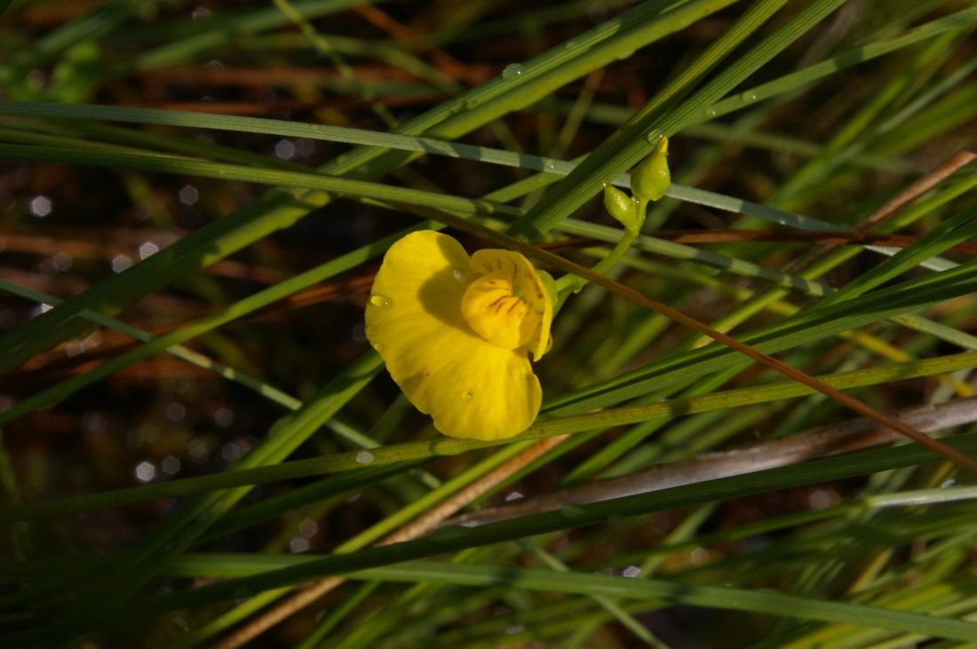 Изображение особи Utricularia intermedia.