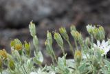 Stellaria eschscholtziana