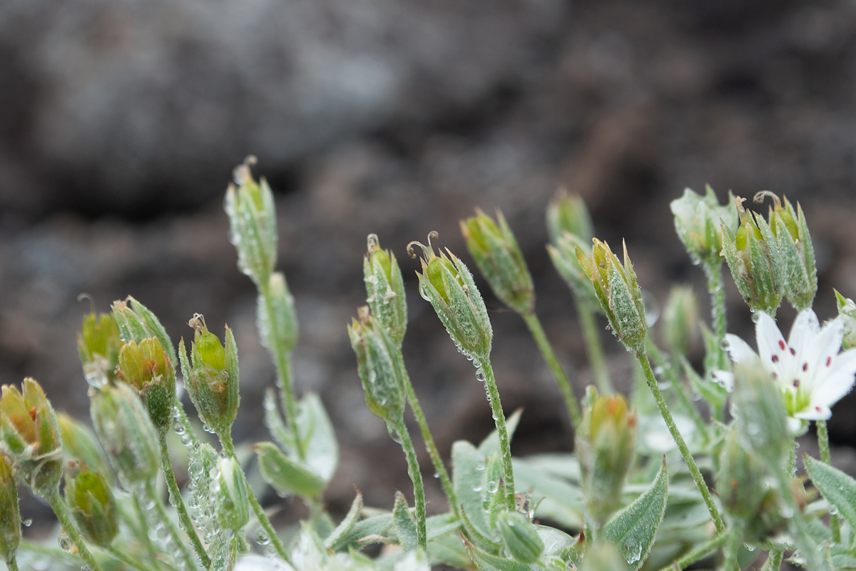 Image of Stellaria eschscholtziana specimen.