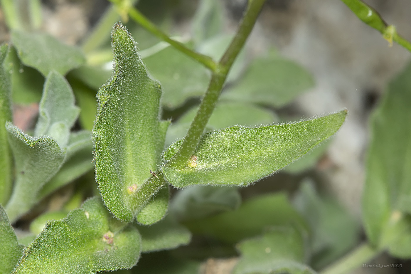 Изображение особи Arabis caucasica.