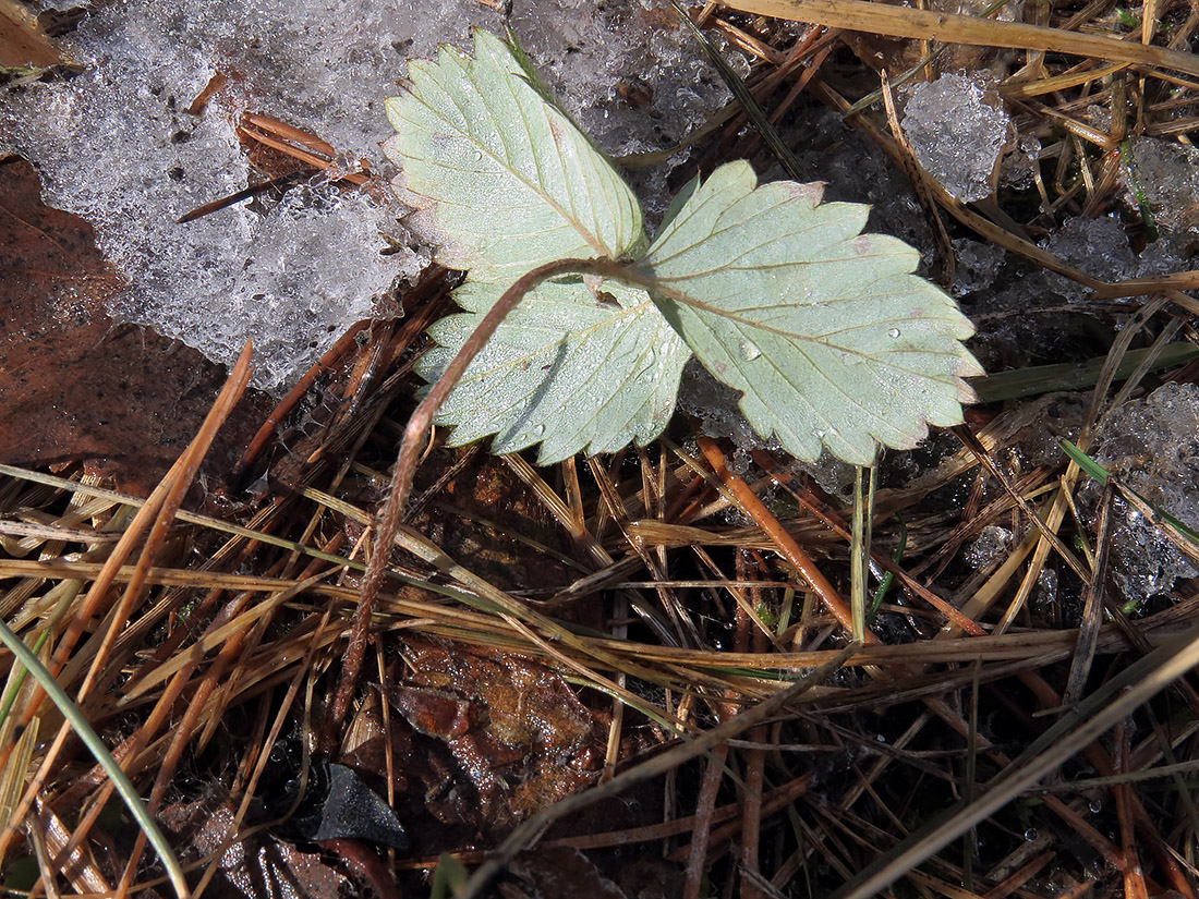 Image of Fragaria viridis specimen.