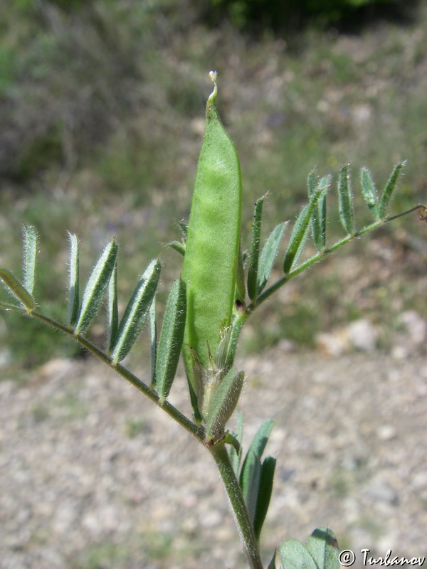 Image of genus Vicia specimen.