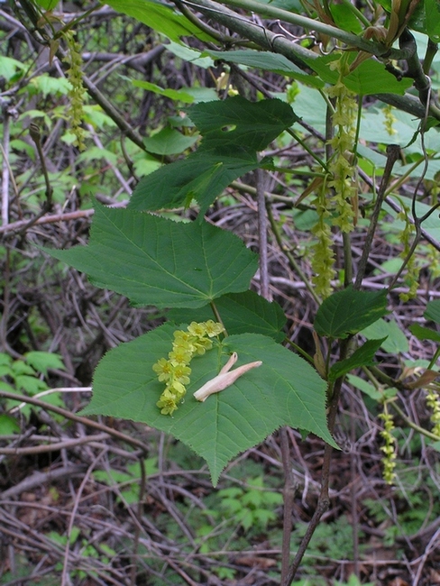 Image of Acer tegmentosum specimen.