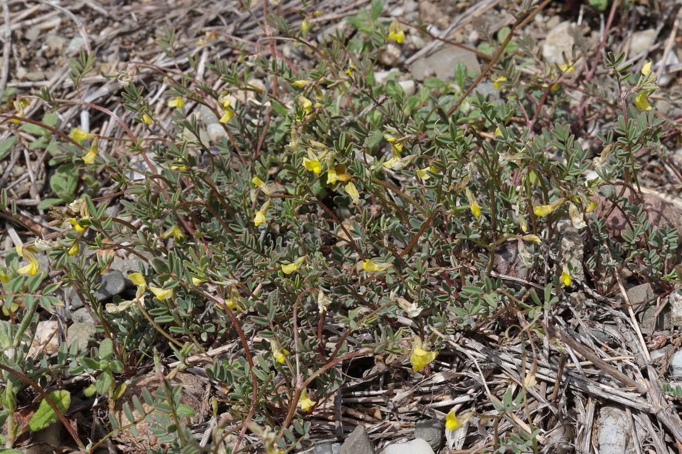 Image of Hippocrepis ciliata specimen.