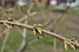 род Forsythia