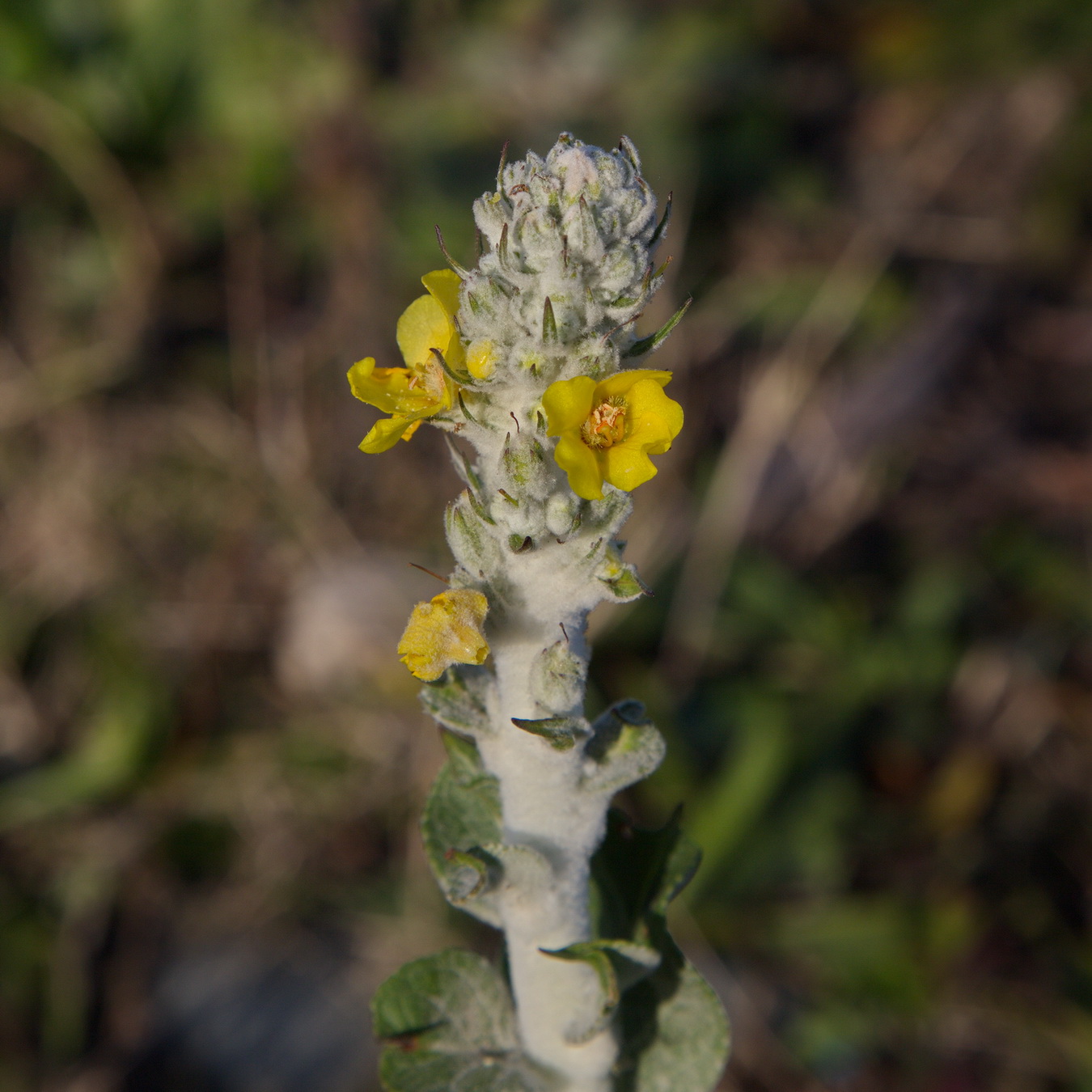 Изображение особи Verbascum gnaphalodes.