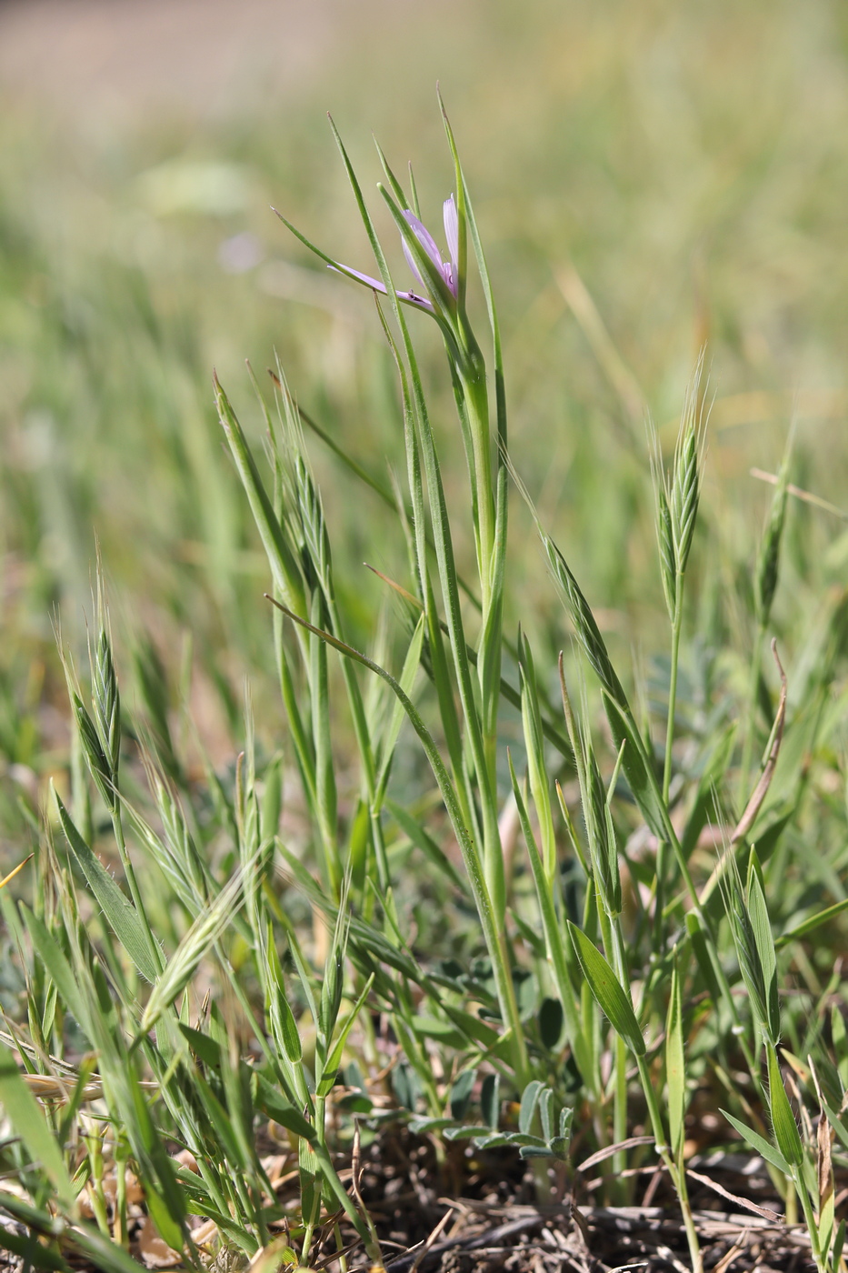 Image of Geropogon hybridus specimen.