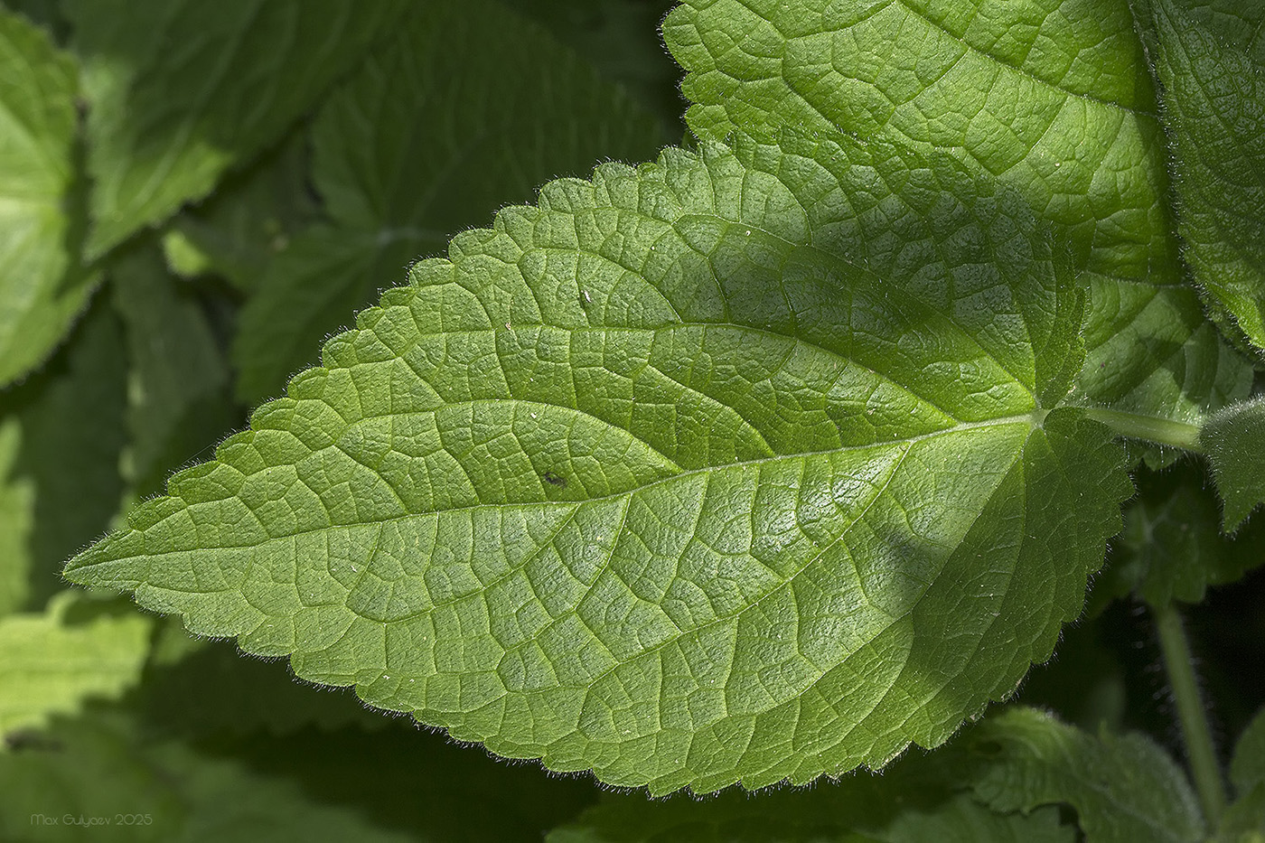Image of Salvia glutinosa specimen.