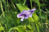 Viola mandshurica. Цветок. Приморский край, Уссурийский гор. округ, окр. с. Монакино, кромка луга на небольшой сопке. 31.05.2025.