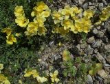 Rosa kokanica