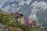 Pedicularis nordmanniana
