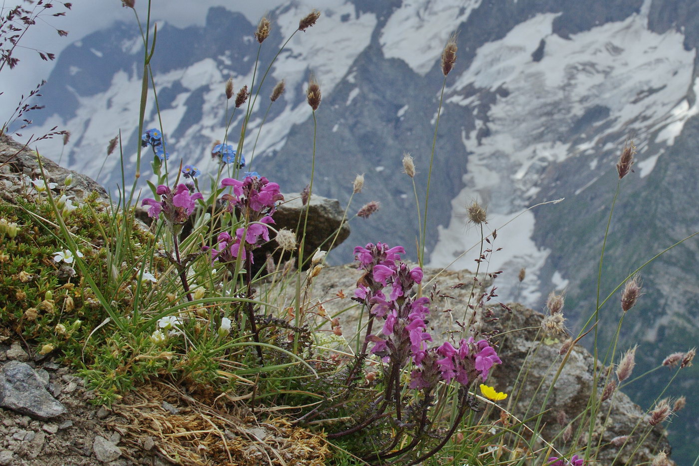 Image of Pedicularis nordmanniana specimen.