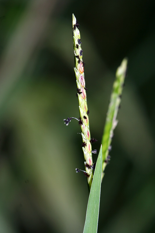 Image of Paspalum paspalodes specimen.