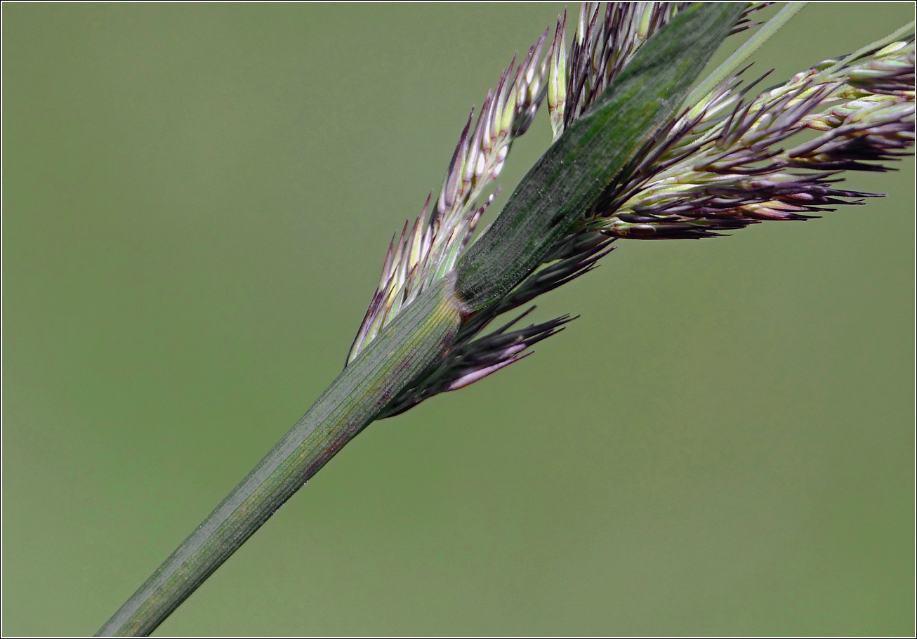 Image of Calamagrostis epigeios specimen.