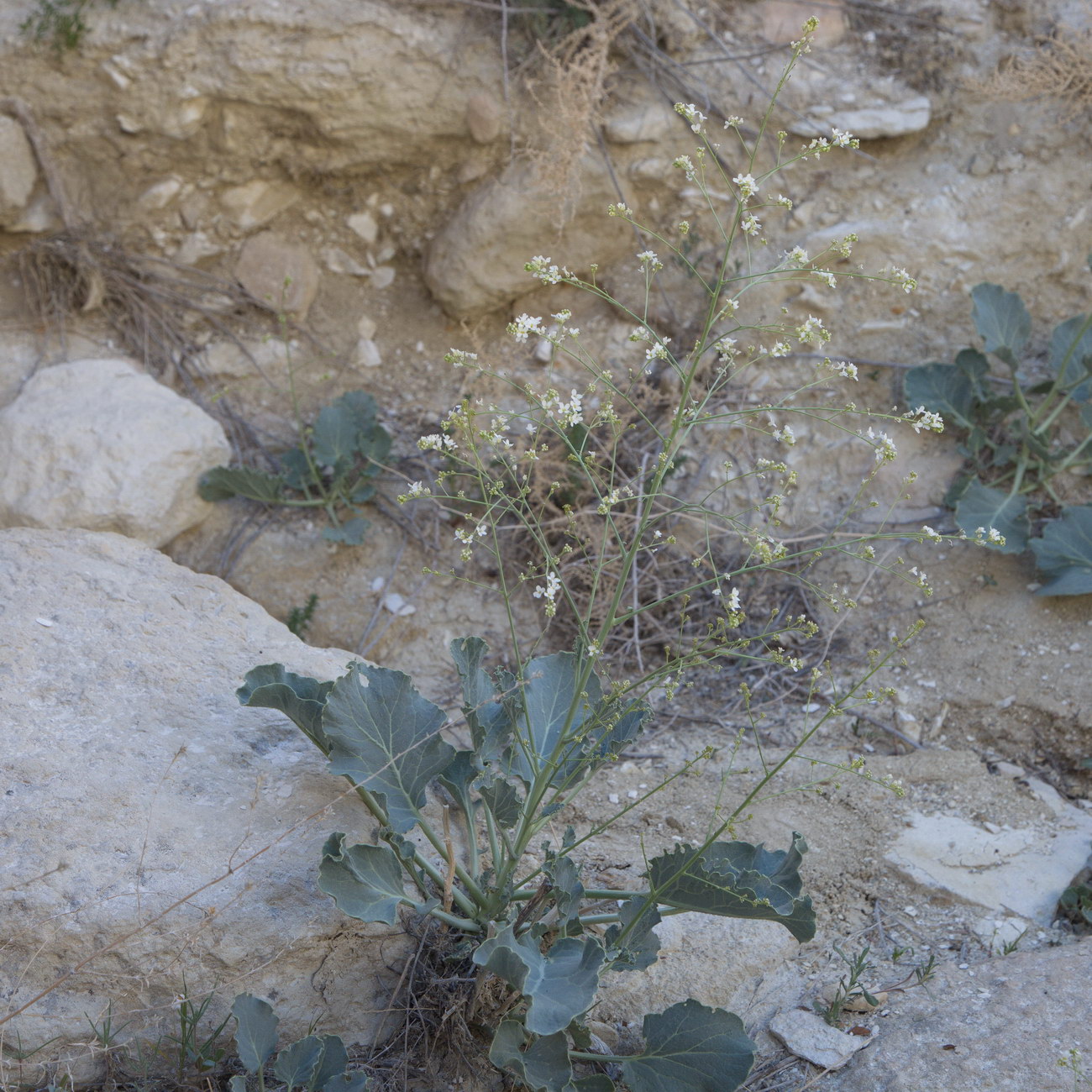 Image of Crambe edentula specimen.