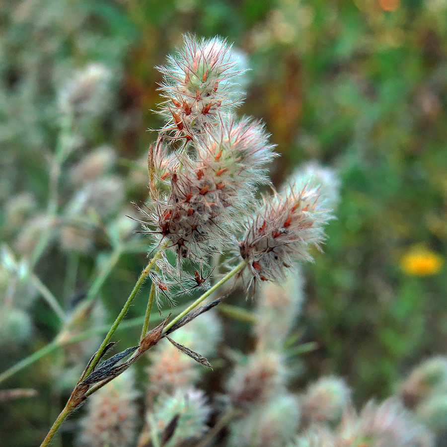Image of Trifolium arvense specimen.