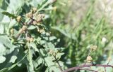 Crambe orientalis. Верхушка растения с развивающимся соцветием. Турция, ил Ван, 4 км на ЮВ от дер. Айдынлар, обочина дороги. 21 мая 2025 г.