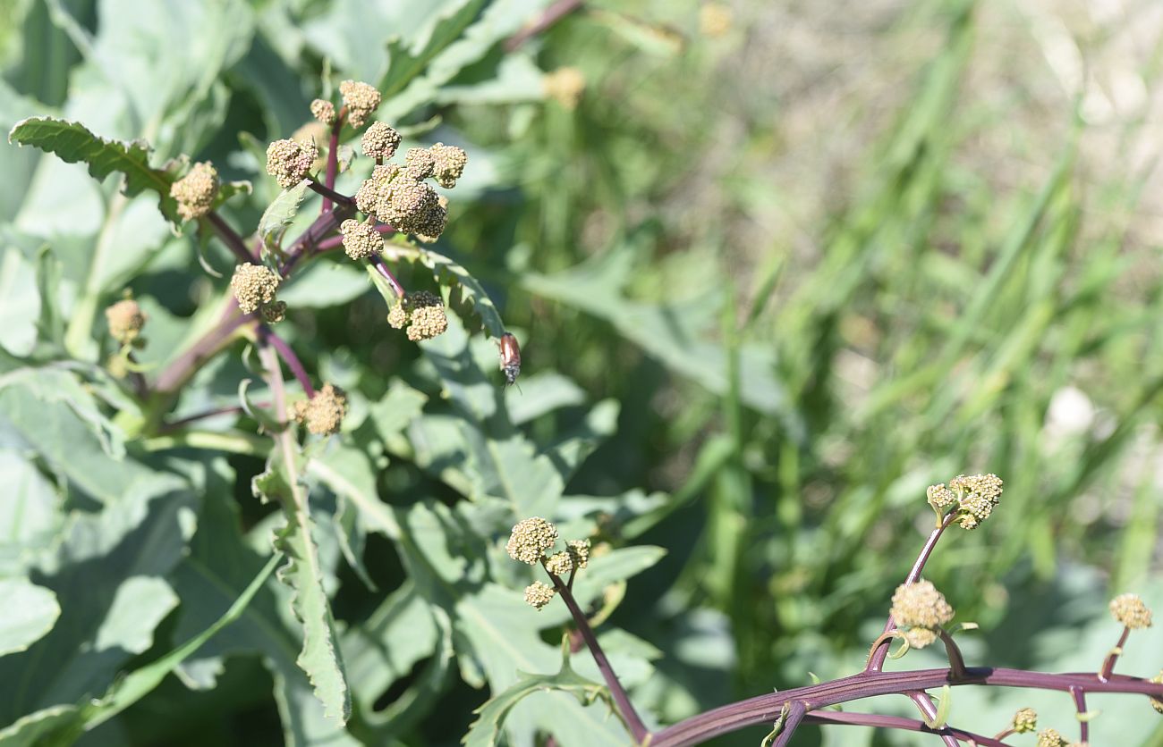Изображение особи Crambe orientalis.