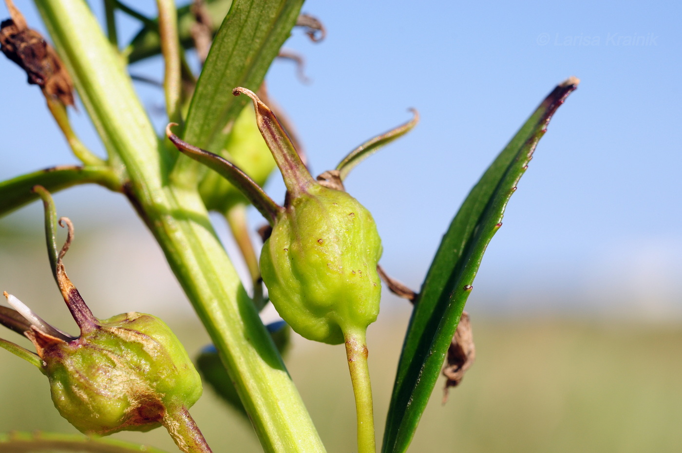 Image of Lobelia sessilifolia specimen.