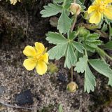 Potentilla incana