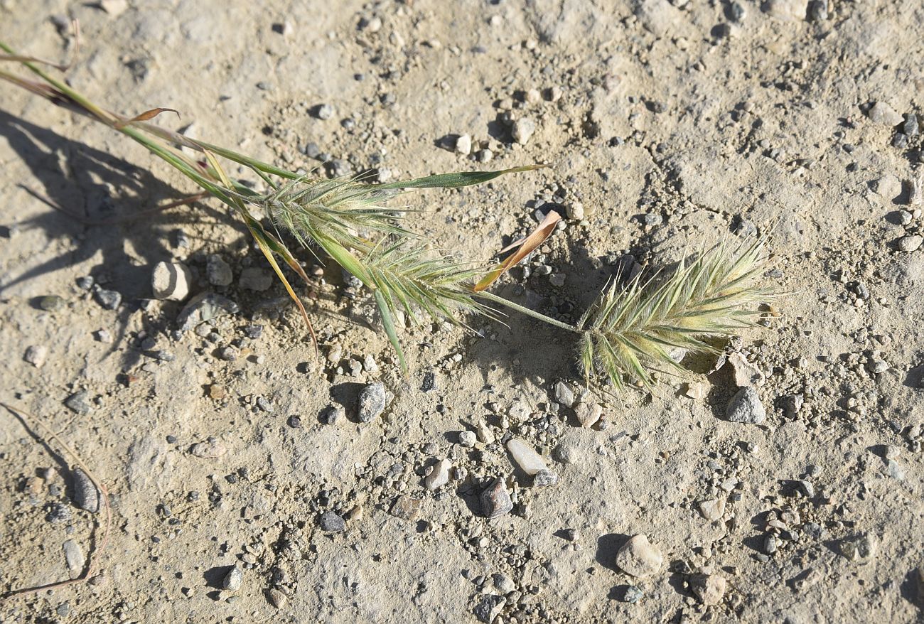 Изображение особи род Eremopyrum.