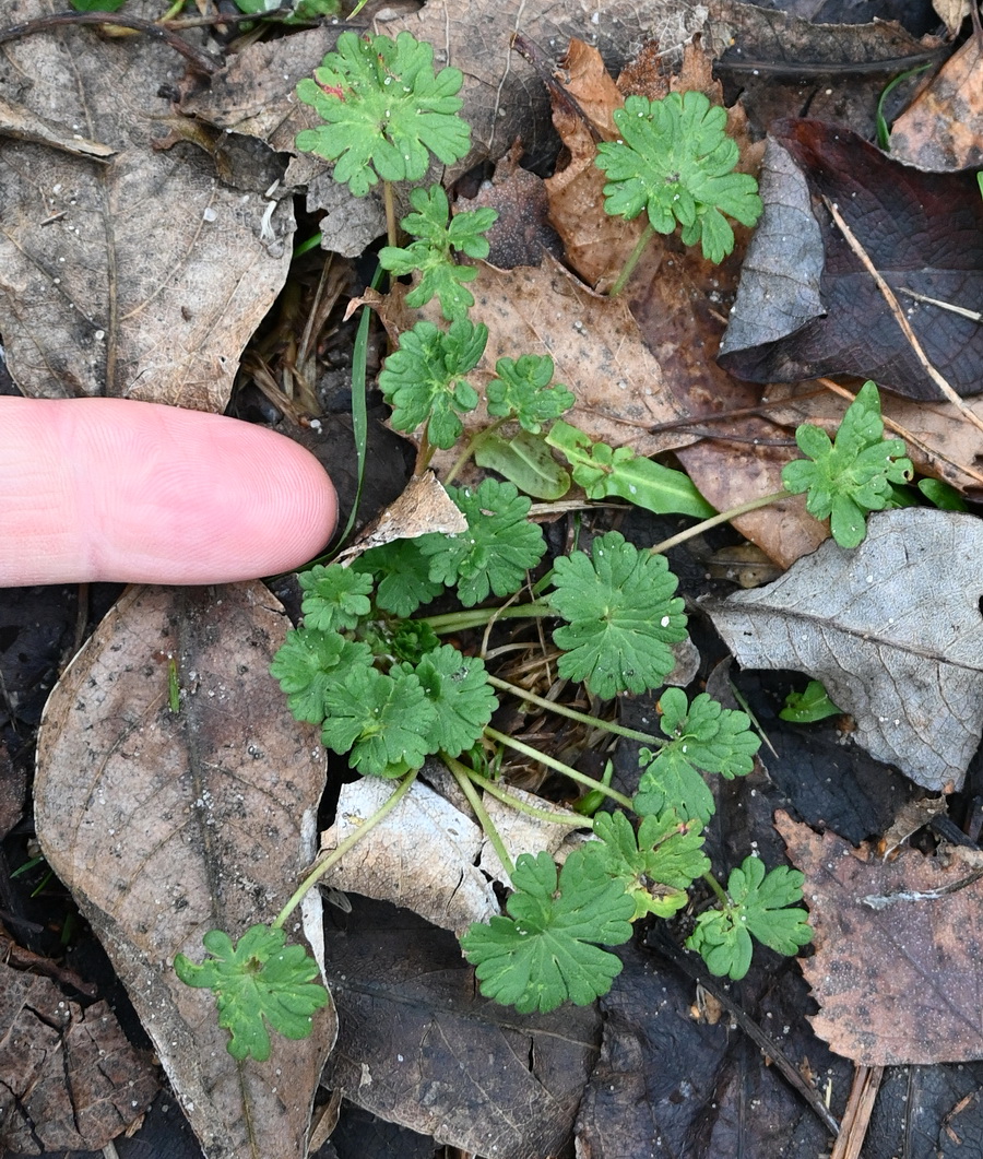 Image of genus Geranium specimen.