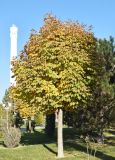 Aesculus hippocastanum. Дерево в осенней окраске. Узбекистан, г. Ташкент, благоустроенная территория вокруг мечети Минор, в озеленении, газон, в культуре. 15.11.2025.