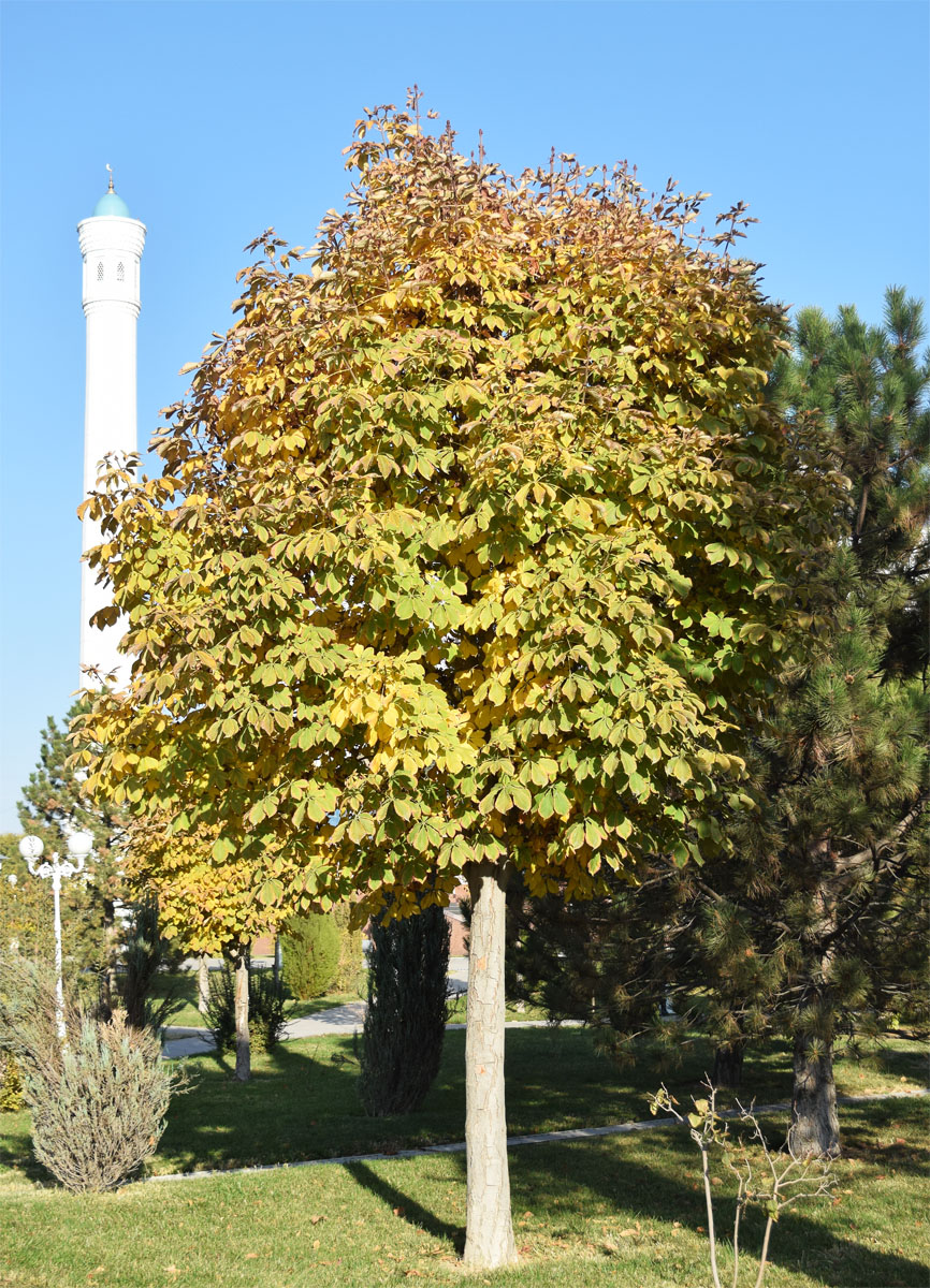 Image of Aesculus hippocastanum specimen.