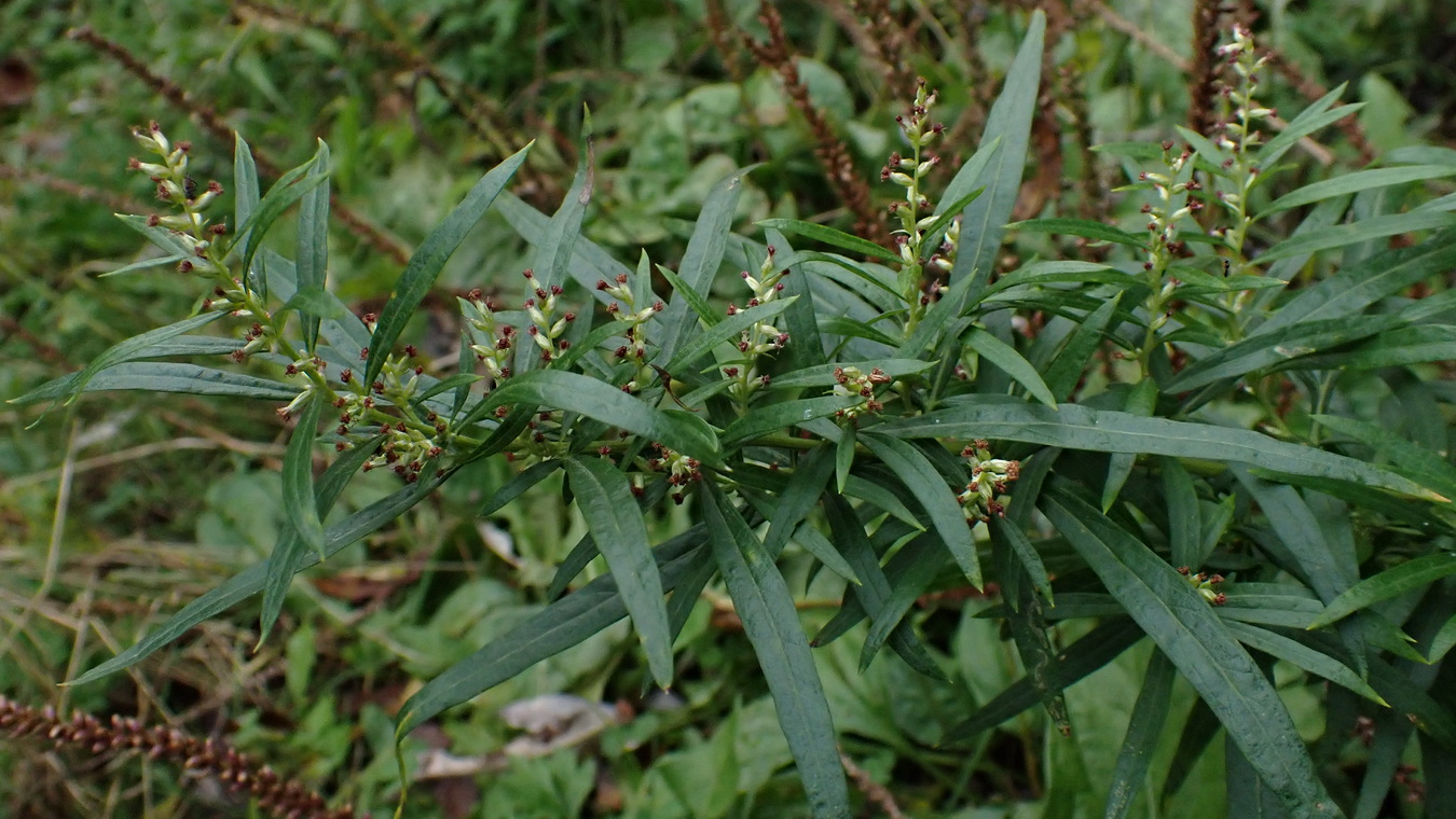 Изображение особи род Artemisia.