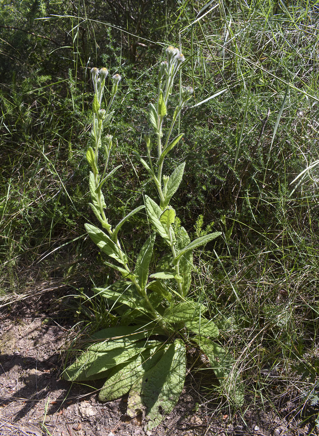 Изображение особи Pulicaria odora.