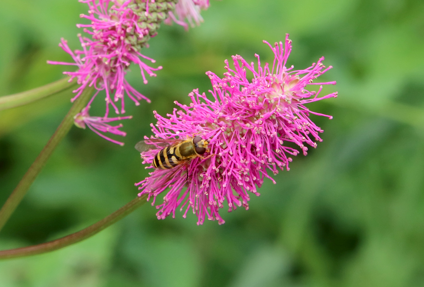 Image of Sanguisorba obtusa specimen.