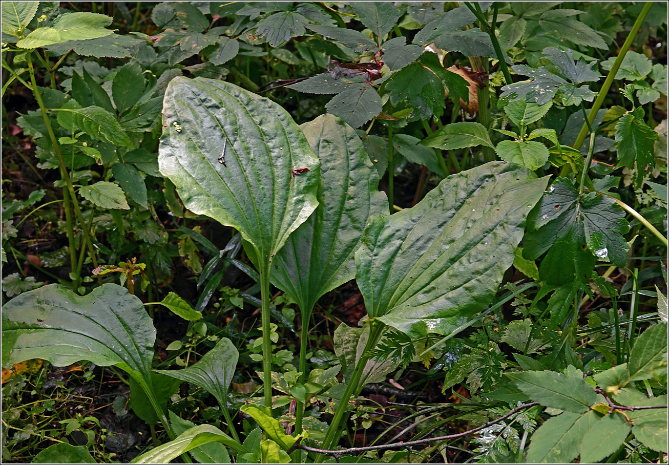 Изображение особи Plantago major.