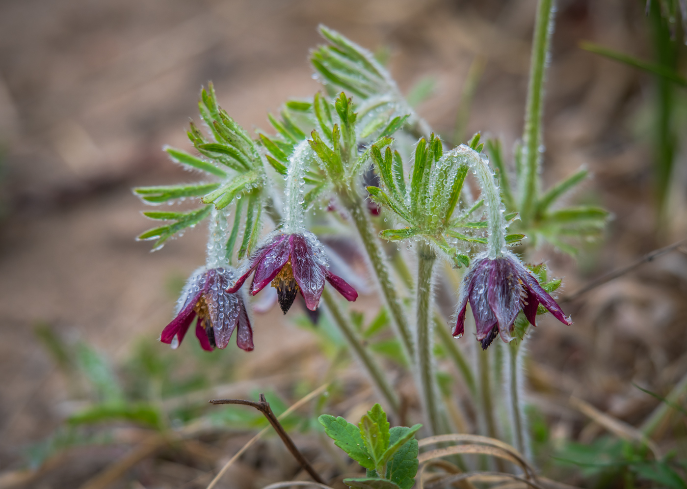 Image of Pulsatilla cernua specimen.